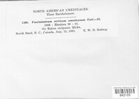 Aculeastrum arcticum image